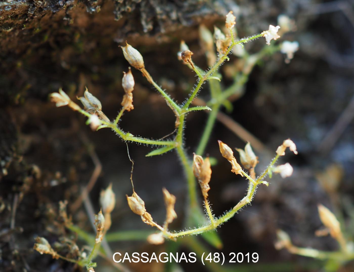 Saxifrage, French fruit